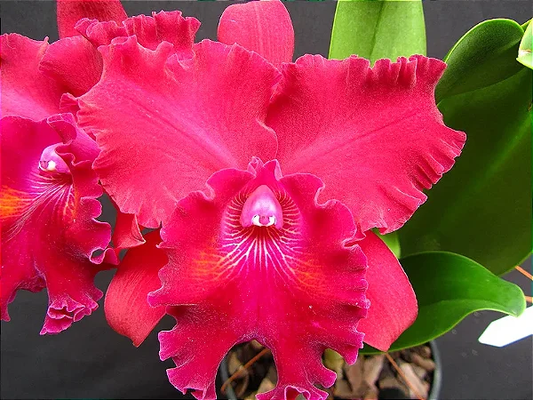 Blc. Oriental Mambo 'Red Ribbon' - *Black Friday*