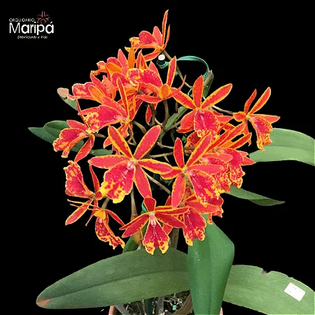 Epc. Volcano's Trick 'Fireball' - *Black Friday*