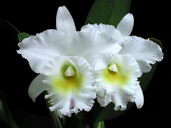 Bc. Pastoral 'Innocence' - *Black Friday*