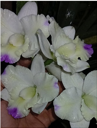 Cattleya Dolosa Semi Alba 'Kenny' - *Black Friday*