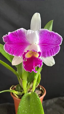 Blc. Aqui Finn 'Nature Best' - *Black Friday*