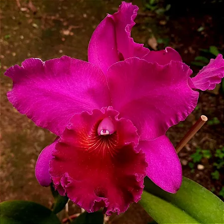 Blc. Joao Paulo Fontes 'Extra' - *Black Friday*