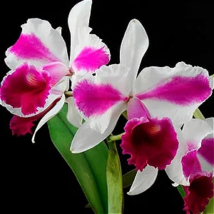 Lc. Remo Prada 'Crown' - *Black Friday*