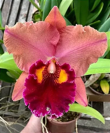 Blc. Lina Costa - *Black Friday*