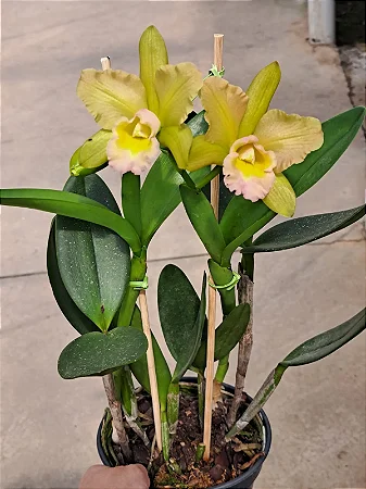 Blc. Waikiki Gold 'Lea' - *Black Friday*