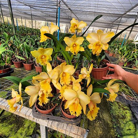 Blc. Gisele 'Bundchen' - *Black Friday*