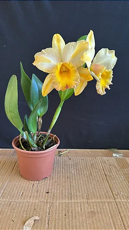 Blc. Gisele 'Bundchen' - *2 UNIDADES - ATACADO*