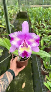 Cattleya Margareth Degenhardt - *Black Friday*