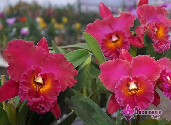 Blc. Village Chief Armani - *Black Friday*