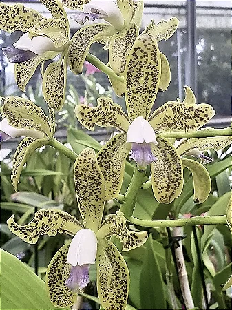 Cattleya Guttata Coerulea 5 - Botoes
