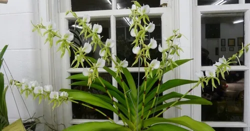 Angraecum Eburneum - *Black Friday*