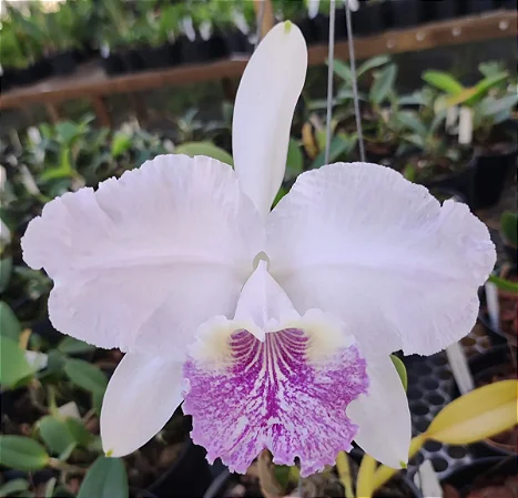 Cattleya Lueddemanniana Coerulea - Pre Adulta (pote 10)