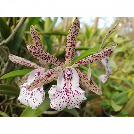 Bc. Hippodamia - Pré Adulta (Limitada)