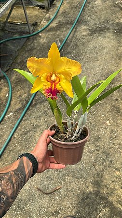 Blc. (Rodrigo Suzuki x Mirian Suzuki) 6163 - Florida (Otima Forma - NEW)