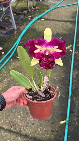 Blc. Prem Fong Yuen - Florida