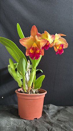 Pot. Little Toshie H&R 2 - 3 Flores + Espata + Vaso Cheio