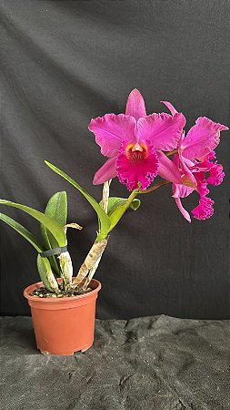Blc. (Mirian Suzuki 'Rotunda' x William Farrel 'Pastel Parade') - Florida (Otima Cor)
