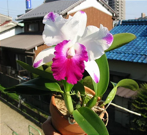 Lc. Dorothy Oka - Vegetal