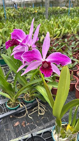 Laelia Purpurata Striata Rubra - Florida