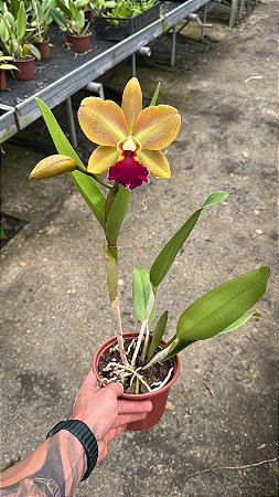 Blc. (Chinese Bronze x Nobile's Confetti) - Florida (Otima Flor)