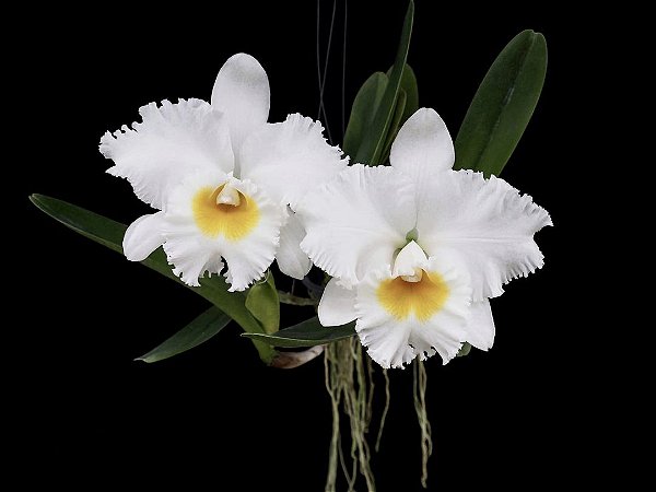 Blc. Shinaphat Diamond 'White Swan' - 3 Espatas (Botao)
