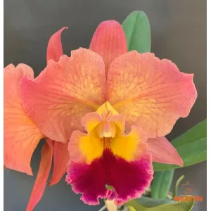 Blc. Exotic Dream - 2 Espatas