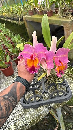 Blc. (Macki Flare x Hall of Fame) - Rosa Flameada (Flor Gigante)