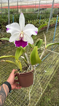 Lc. Dorothy Oka 1 - 2 Frentes com flores (Antiga)