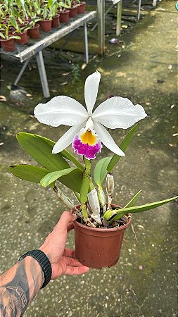 Cattleya Gigas Semi Alba Atropurpurea 3 - Florida
