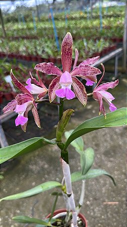 Cattleya Guttata 4 - Cacho de Flores