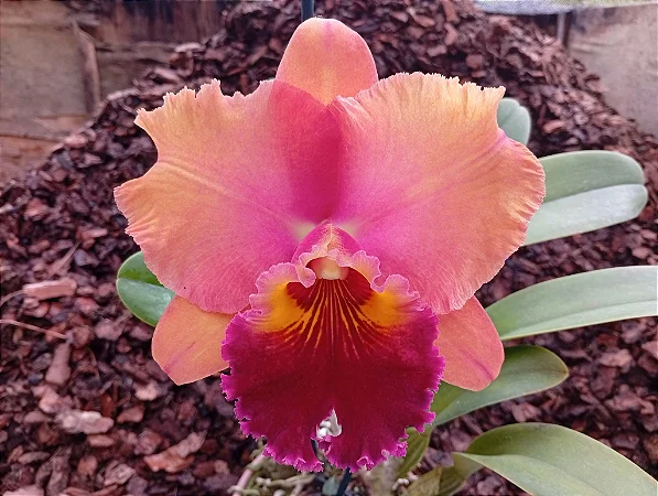 Blc. Mirian Suzuki 'Rotunda' 11 - 2 Botoes