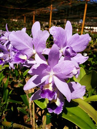 Cattleya Portia Coerulea 'Baronesa' 2 - Brotacao