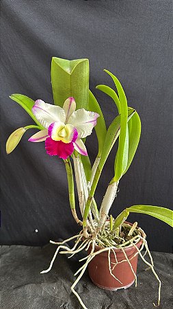 Lc. Memoria Robert Strait 'Hawaii' 10 - 2 Flores + Brotacao com Botao