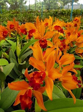 Blc. (Haw Yuan Moon x Nobile's Bruno Bruno) - Muitas Frentes com Botoes