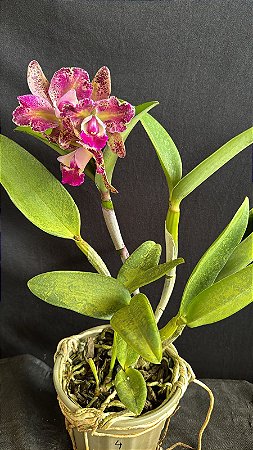 Blc. Durigan Big Spot's Tetraploide 4 - 3 Flores (TOP)