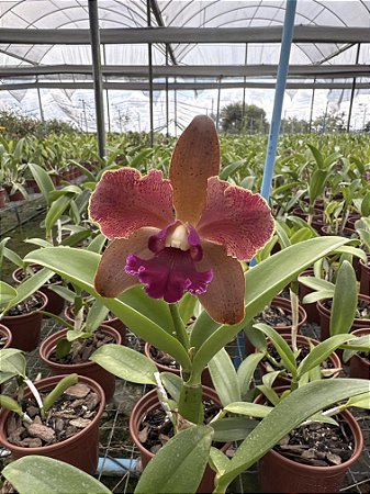 Cattleya Tatarown - *2 UNIDADES - ATACADO*