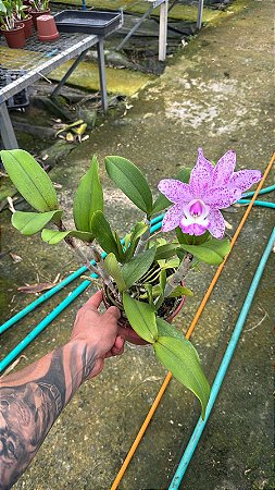 Cattleya Marie Haga 'Branca' - 2 Flores + Vaso Cheio