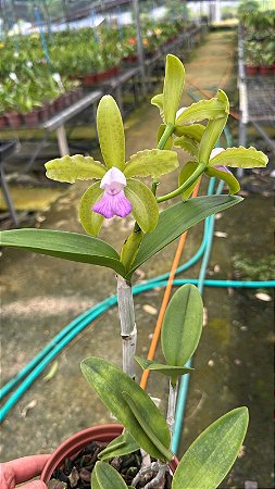 Cattleya Leopoldii (Lilacina x Alba) 1 - 3 Flores (Pintada)