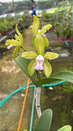 Cattleya Leopoldii (Lilacina x Alba) 2 - 3 Flores (Lisa)