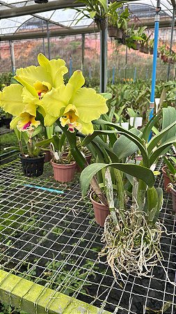 Blc. Memoria Helen Brown 2 - Florida Gigante (Vaso 16 sofisticado)