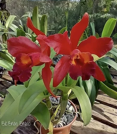 Blc. Nobile's Bruno Bruno 'Big Red' 2 - Espata Floral