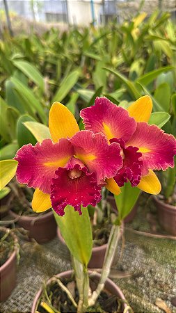Blc. Nobile's Tropical Sunset 'Kinriu' 2 - 2 Botoes + Vaso Cheio