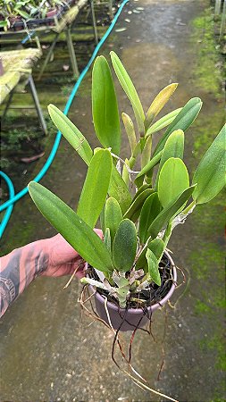 Blc. (Haw Yuan Moon x Eve Marie Barnett) 2 - 2 Frentes com Botoes + Vaso Cheio