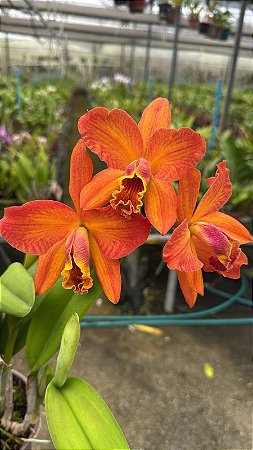 Blc. (Haw Yuan Moon x Eve Marie Barnett) 3 - Florida + Frente com Haste Floral