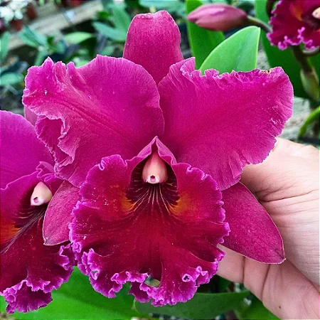 Blc. Edisto 'New Berry' - 2 Espatas Florais