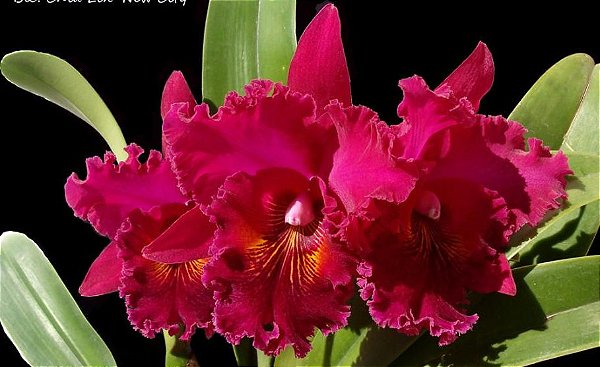 Blc. Chia Lin 'New City' - 2 Espatas