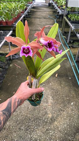 Laelia Tenebrosa - Florida (Pote 10)