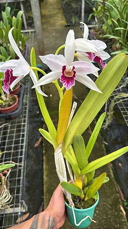 Laelia Purpurata Vinicolor Estriata Flamea - Florida (Pote 10)