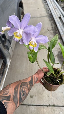Cattleya Harrisoniana Coerulea 1 - 3 Flores (Vegetal Antigo)