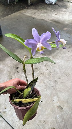 Cattleya Harrisoniana Coerulea 4 - 2 Flores (Vegetal Antigo)